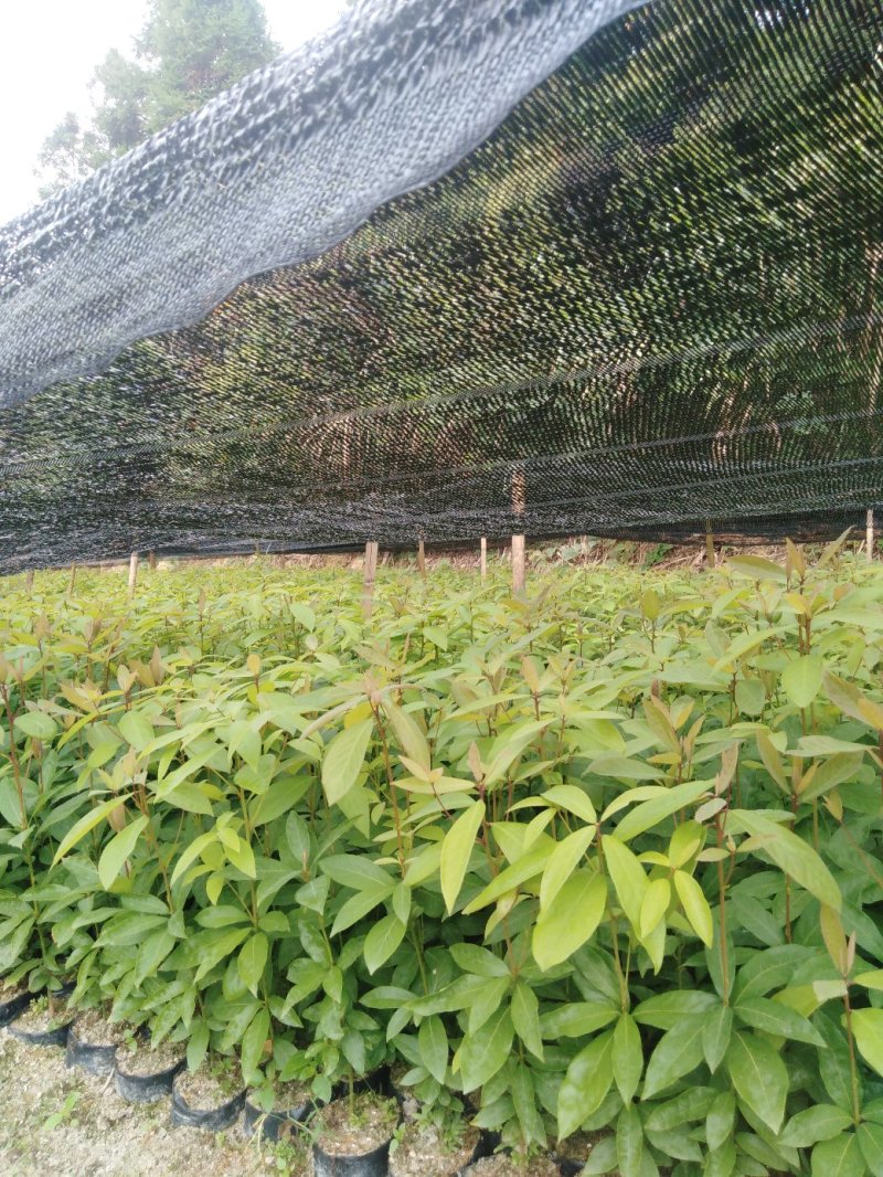 闽楠苗，裸根袋苗都有货，质优价廉，诚信可靠！