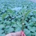 大龙紫鄂茄子苗765茄子苗布里塔茄子苗各种蔬菜种苗代