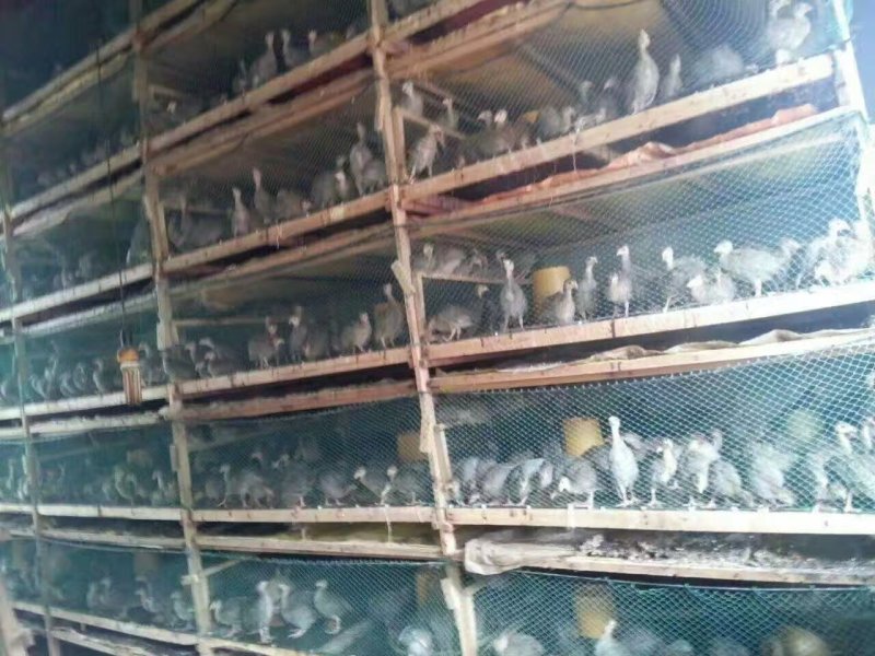 珍珠鸡苗脱温苗出壳苗疫苗齐全