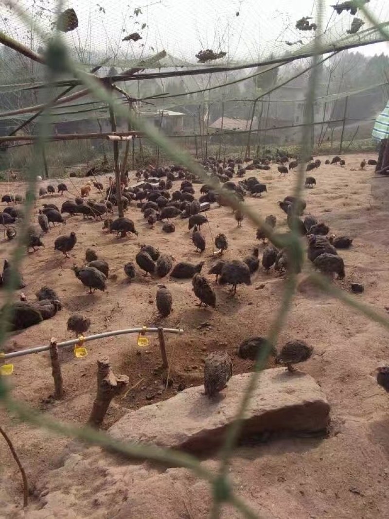 珍珠鸡苗脱温苗出壳苗疫苗齐全