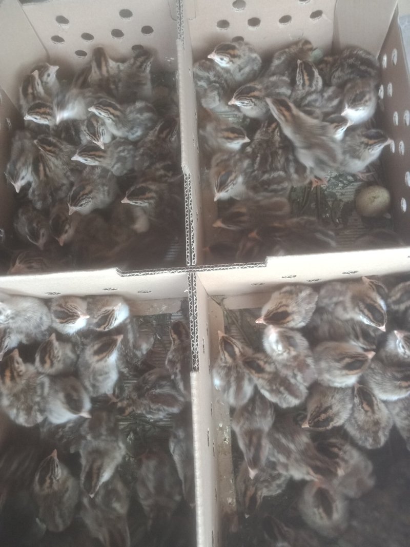 珍珠鸡苗脱温苗出壳苗疫苗齐全