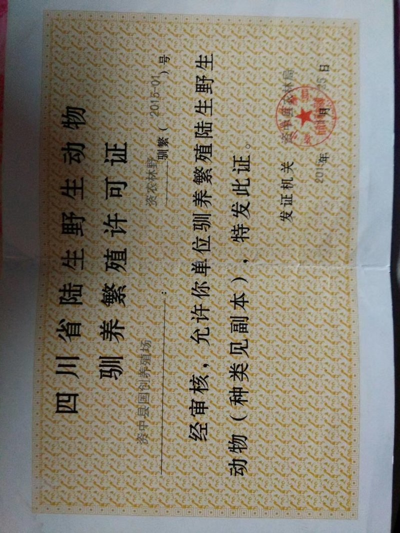 珍珠鸡苗脱温苗出壳苗疫苗齐全