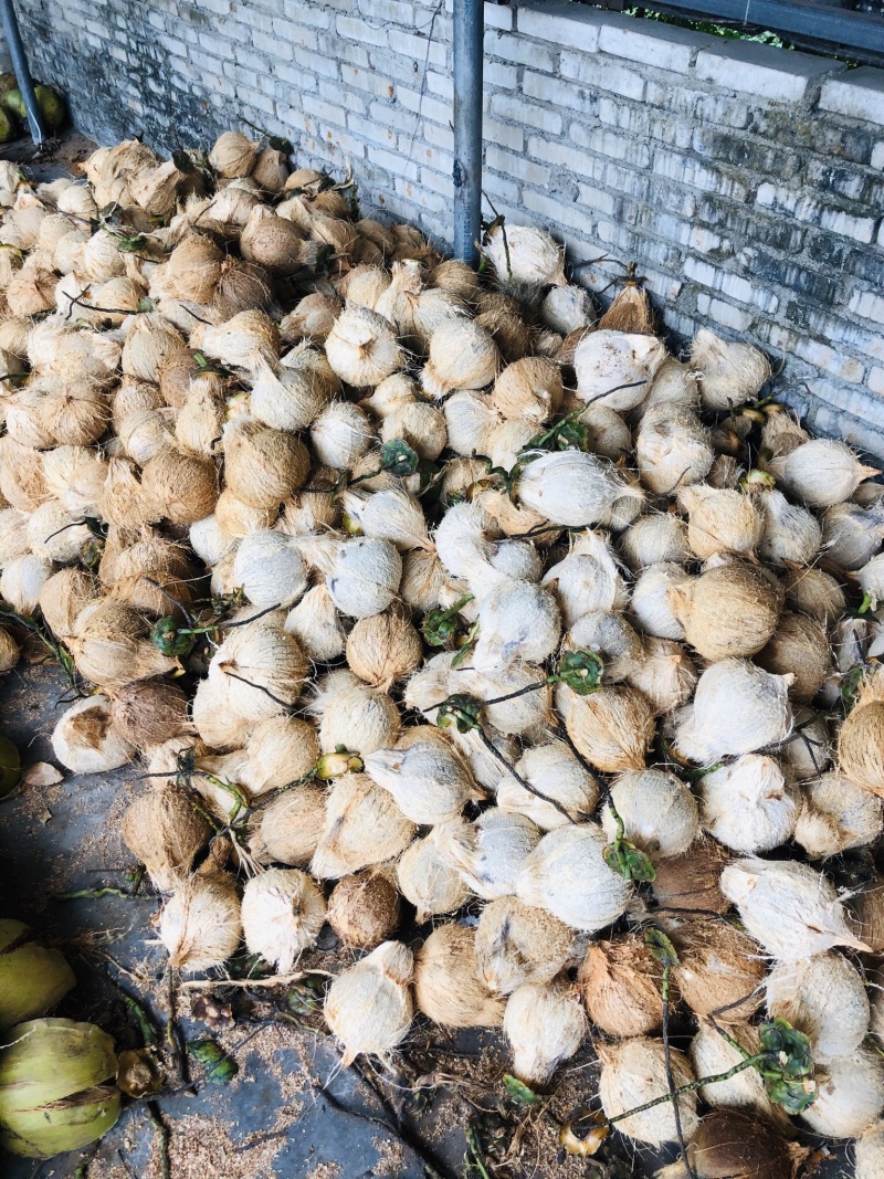 海南文昌东郊厂家直销海南椰子椰青大毛椰椰白