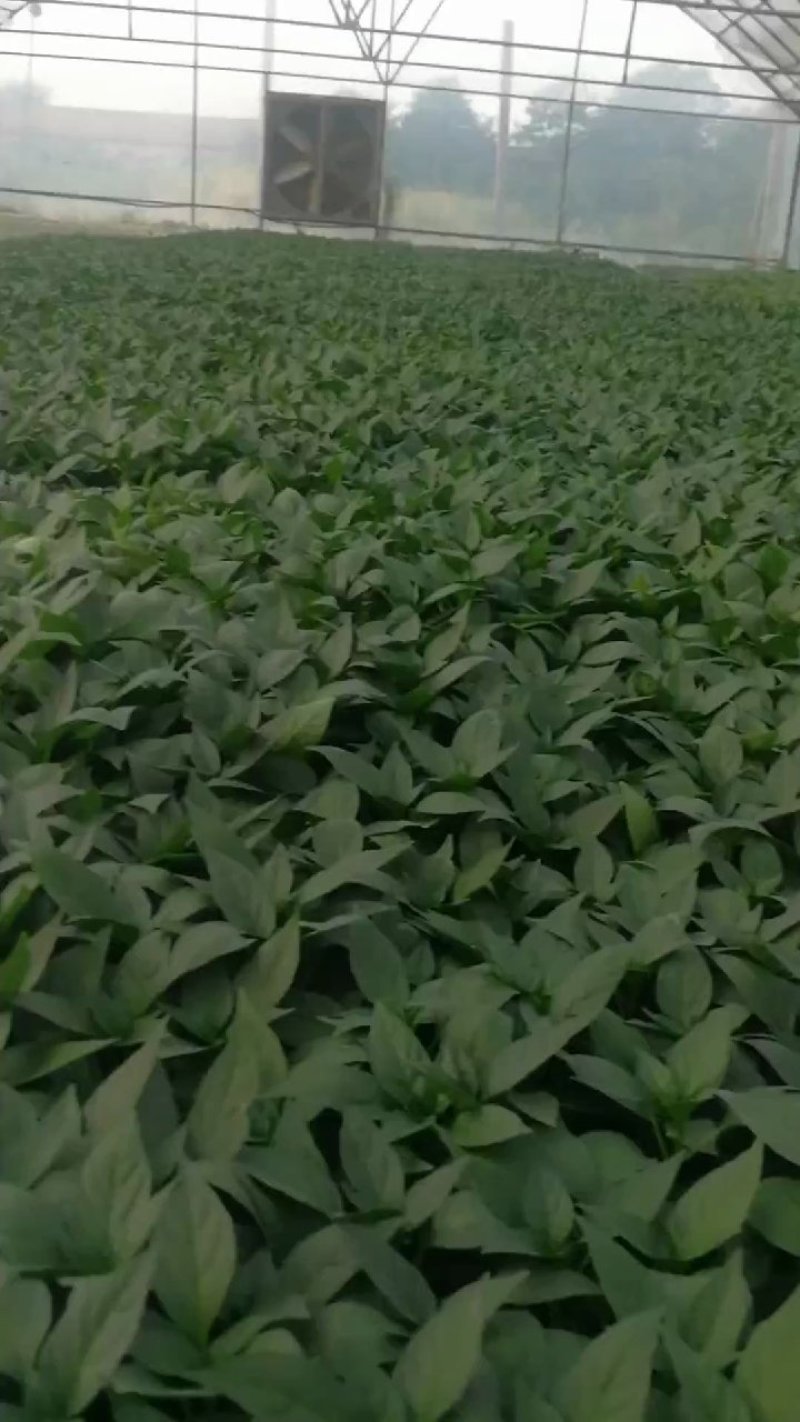 种苗辣椒种苗，越冬辣椒苗红绿兼收尖椒苗各种蔬菜种苗