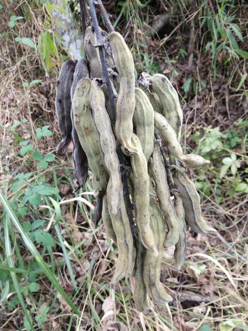 猫豆