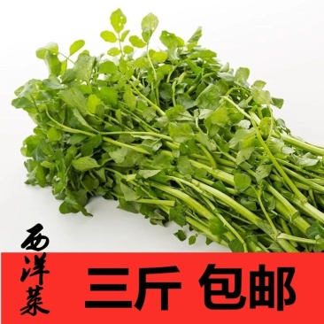 新鲜西洋菜3斤包邮21.9元，全国大部分地区发货