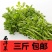 新鲜西洋菜3斤包邮21.9元，全国大部分地区发货