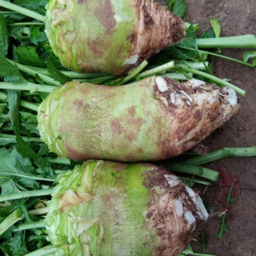 儿菜，大头菜