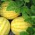 黄皮黄嚷西瓜种子金凤凰量大优惠可全国发货