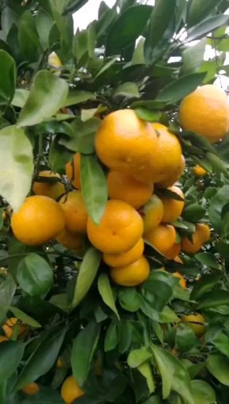 蜜橘&蜜桔产地直供价格公道卖的良心买的放心