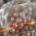 山东毛芋头8520豆包毛芋头供应电商毛芋头支持电商全国发