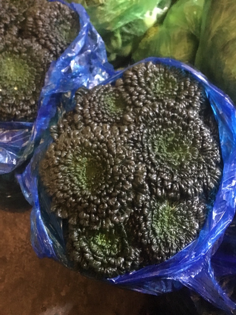 塔菜，诚信经营，支持全国发货，大面积，支持周边城市送货