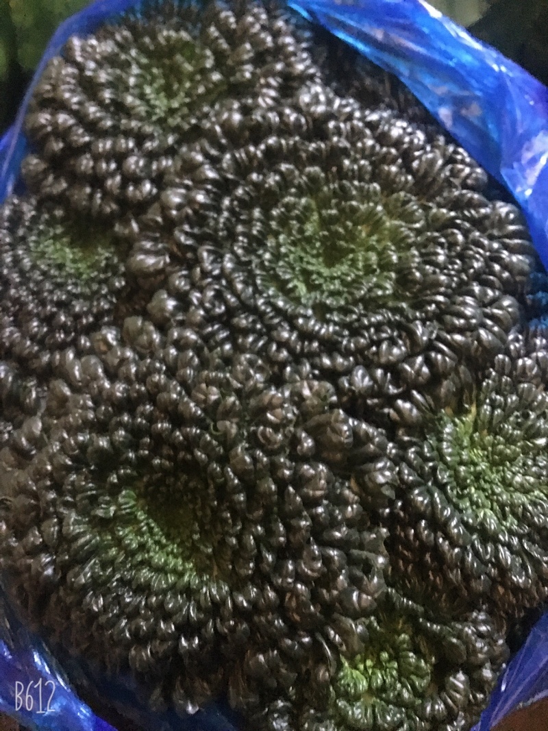 塔菜，诚信经营，支持全国发货，大面积，支持周边城市送货