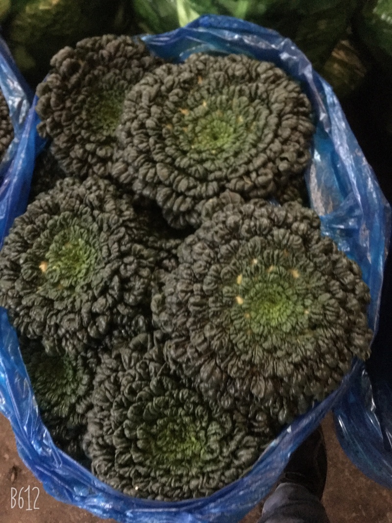 塔菜，诚信经营，支持全国发货，大面积，支持周边城市送货
