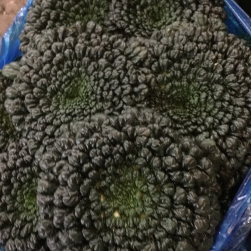 塔菜，诚信经营，支持全国发货，大面积，支持周边城市送货