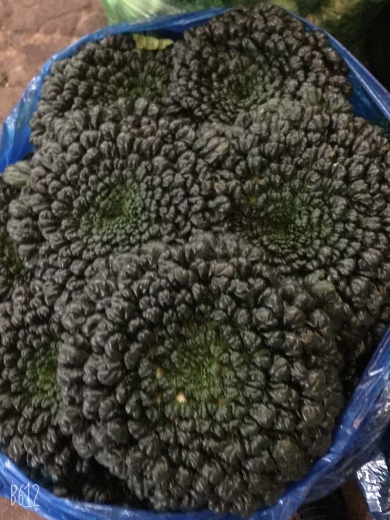 塔菜，诚信经营，支持全国发货，大面积，支持周边城市送货
