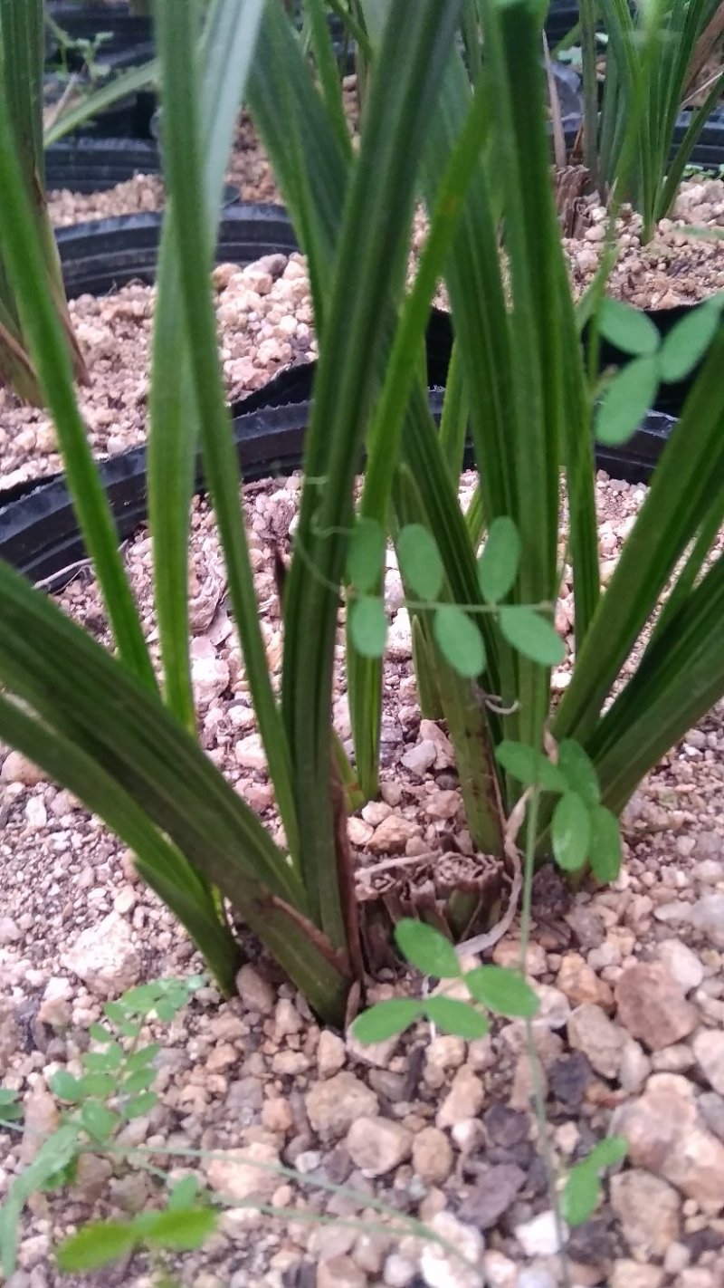 兰草熟草，基地供应，量大优惠