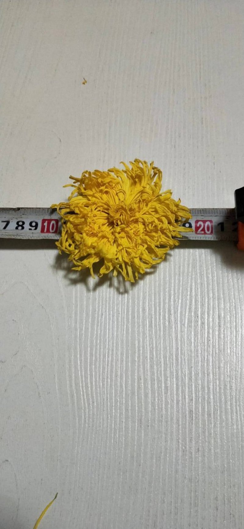 无虫无黑心金丝皇菊