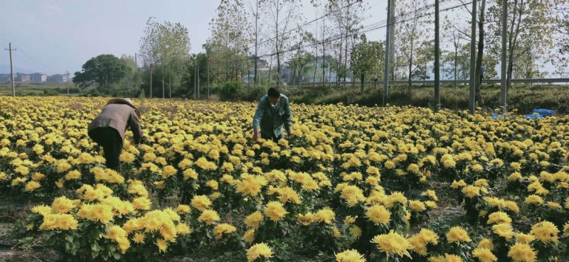 无虫无黑心金丝皇菊