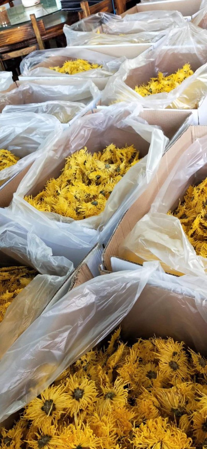 无虫无黑心金丝皇菊