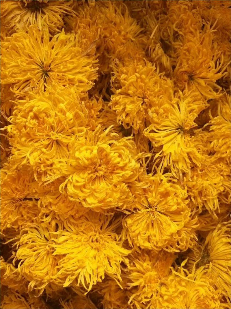 无虫无黑心金丝皇菊
