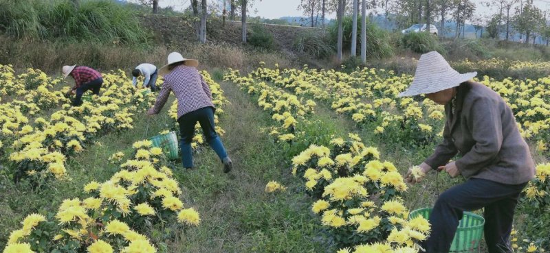 无虫无黑心金丝皇菊