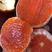 卡拉卡拉红肉脐橙苗，卡拉红心脐橙苗，品质保证欢迎来电