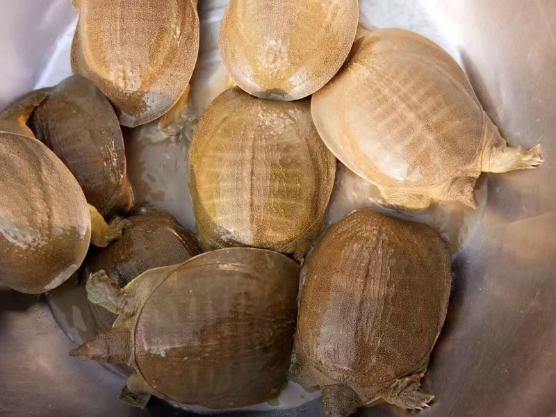 外塘生态黄甲鱼，公甲鱼，老甲鱼，规格3-5斤