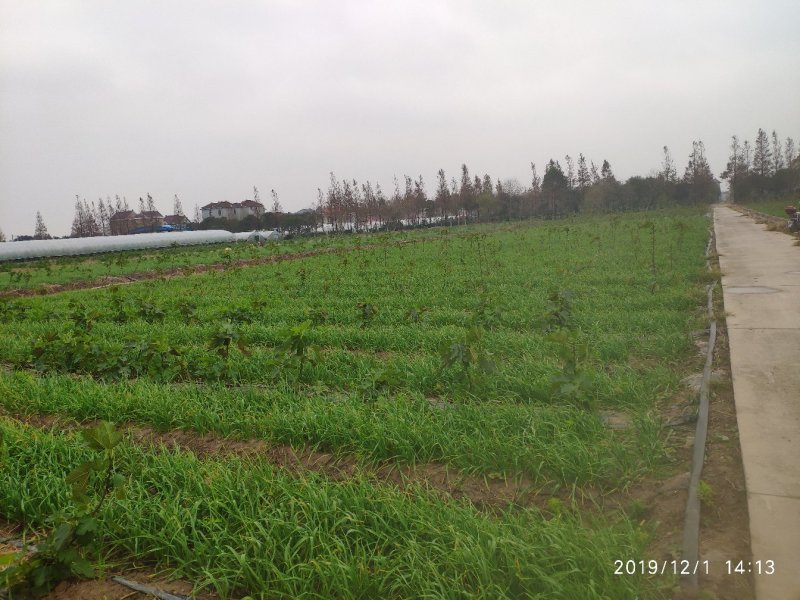 红根蒜苗崇明本地青蒜45公分