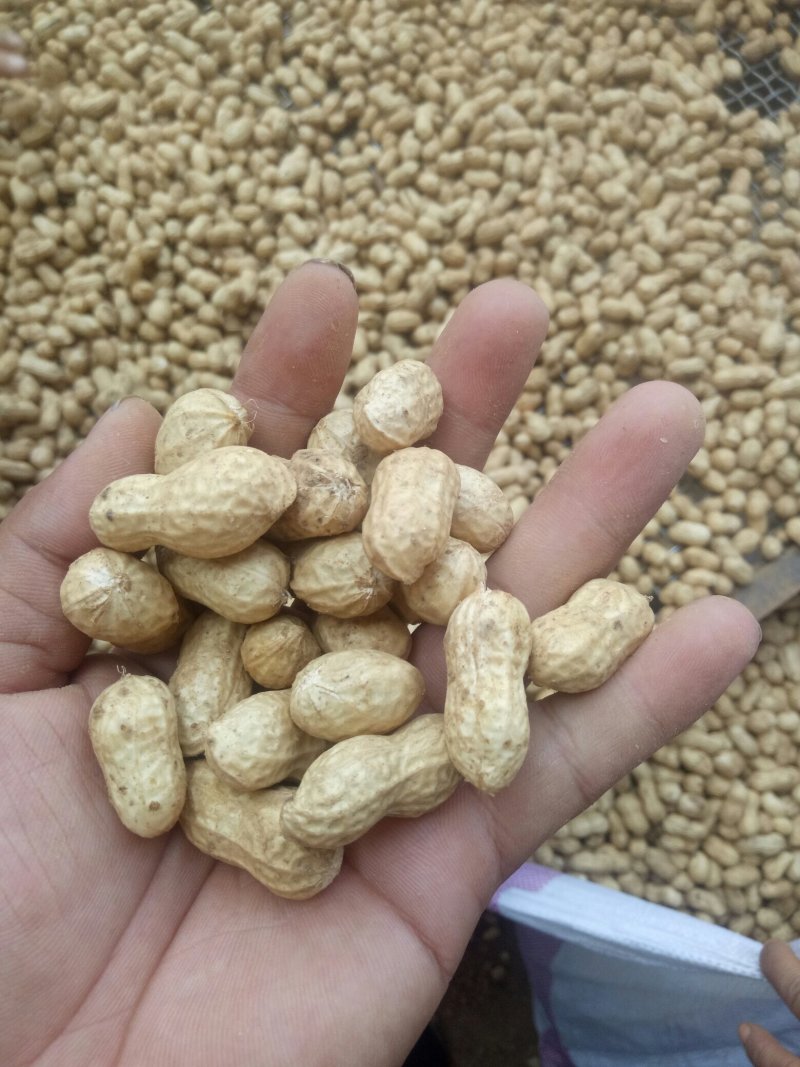 河南花生，鲜花生，大白沙小白沙罗汉果四粒红档口电商