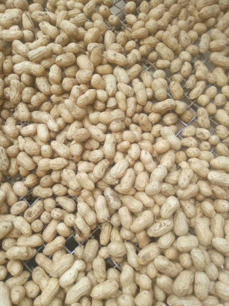 河南花生，鲜花生，大白沙小白沙罗汉果四粒红档口电商