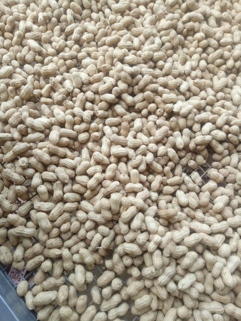 河南花生，鲜花生，大白沙小白沙罗汉果四粒红档口电商