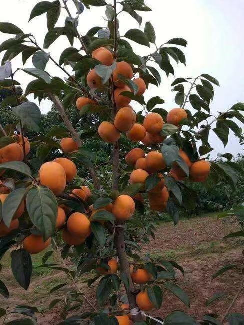 不暖甜柿子苗日本甜柿子太秋脆甜无核甜柿子摘下既吃