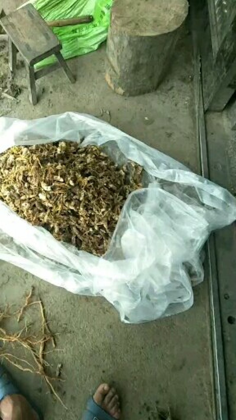 大量金蝉花，野生货自然晒干的，欢迎各位前来收购