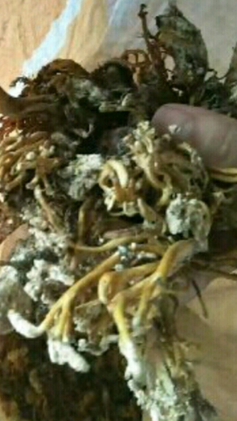 大量金蝉花，野生货自然晒干的，欢迎各位前来收购