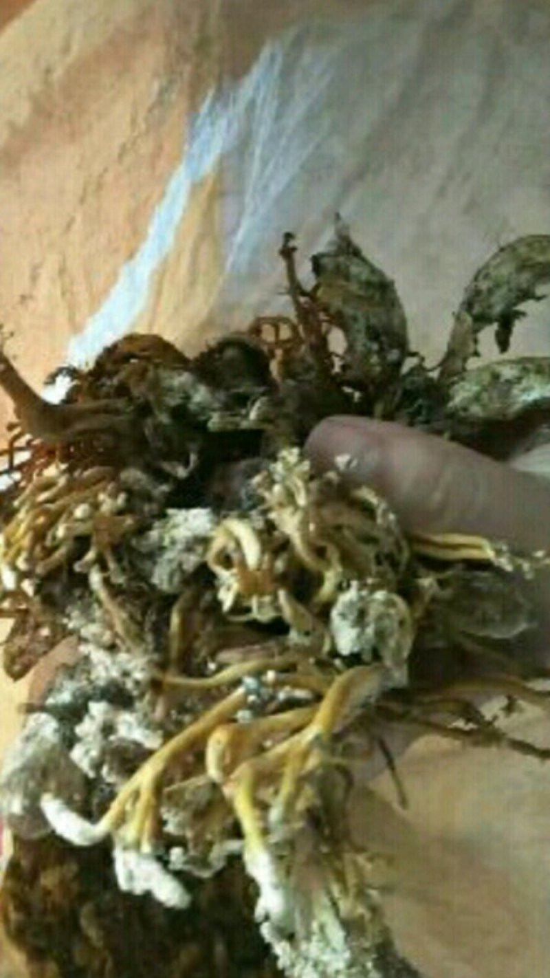 大量金蝉花，野生货自然晒干的，欢迎各位前来收购