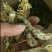 大量金蝉花，野生货自然晒干的，欢迎各位前来收购