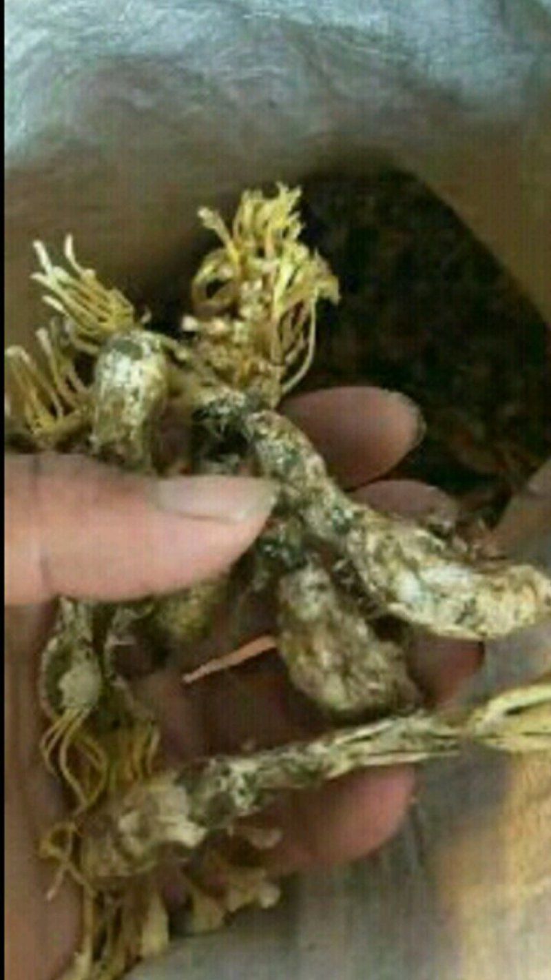 大量金蝉花，野生货自然晒干的，欢迎各位前来收购
