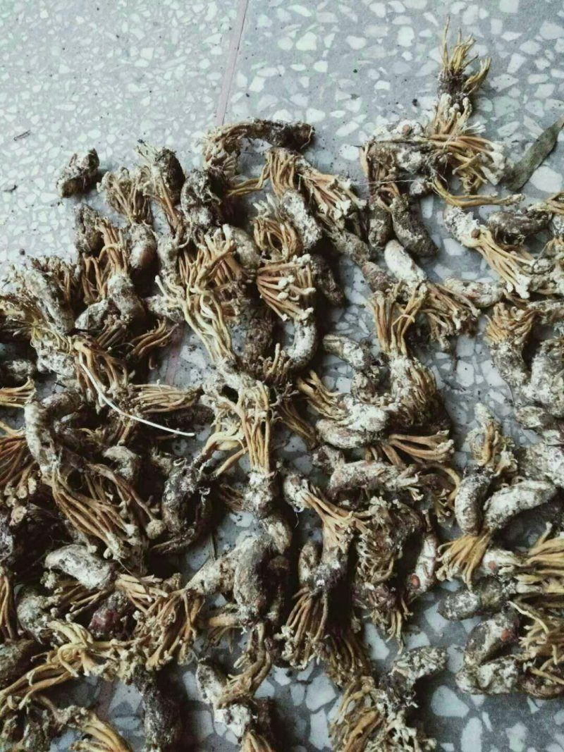 大量金蝉花，野生货自然晒干的，欢迎各位前来收购