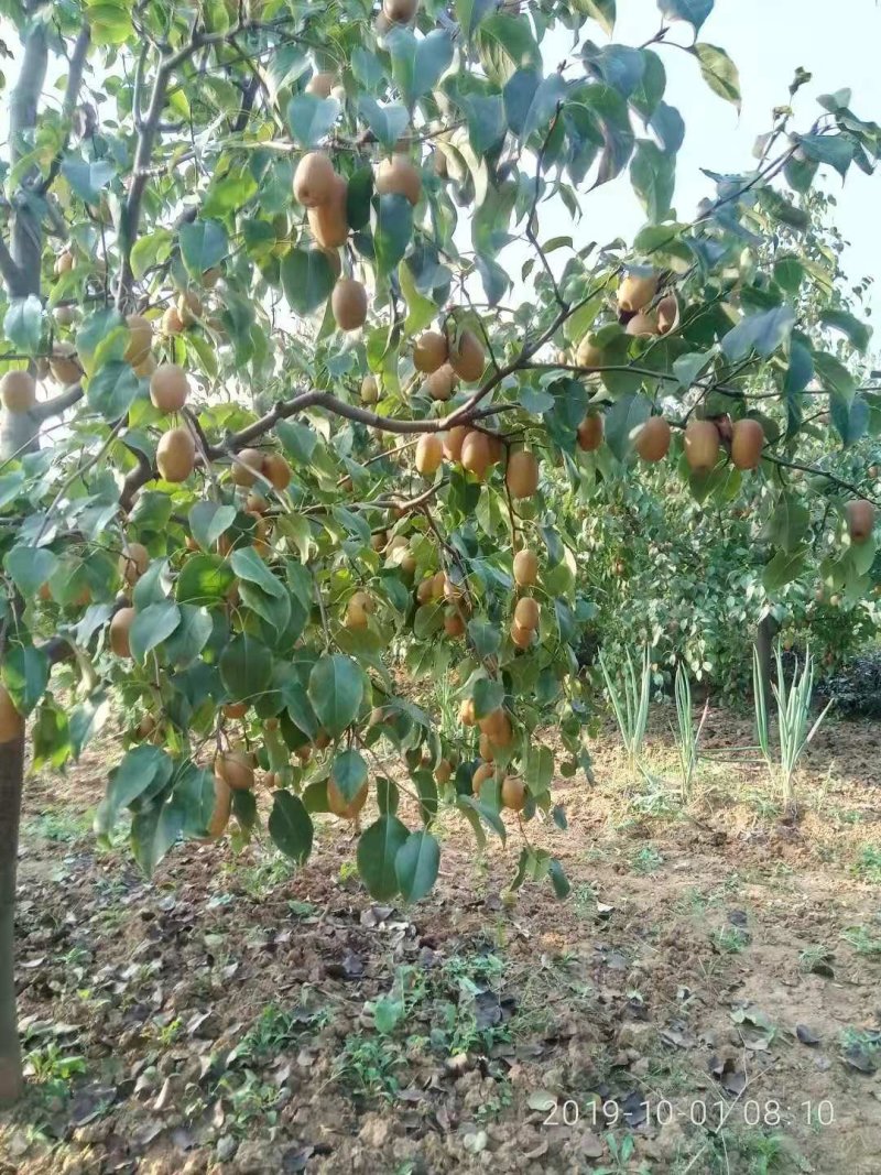 沙梨王