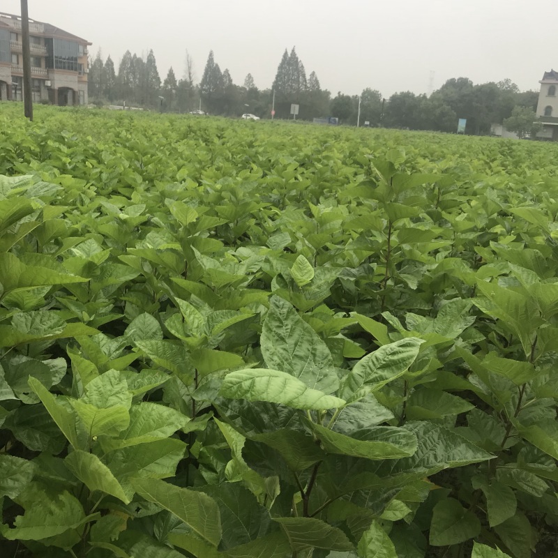 桑树，农桑14号叶子非常大，养蚕非常好的品种