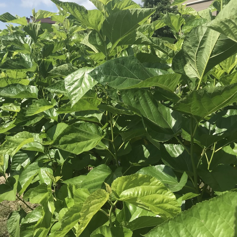 桑树，农桑14号叶子非常大，养蚕非常好的品种