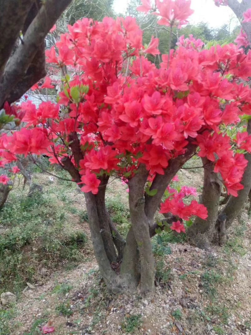 映山红绿化工程桩国旗红熟桩批发各种规格