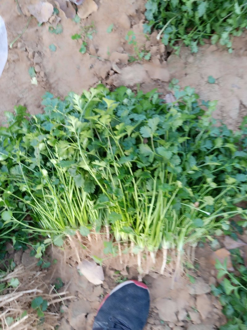 聊城铁杆青香菜，大量供应各大电商平台，商超，市场等。
