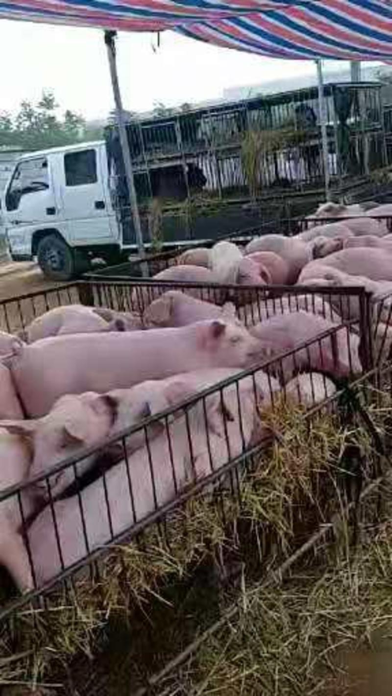 杜洛克长白大白猪场种母猪供应之中75~95kg