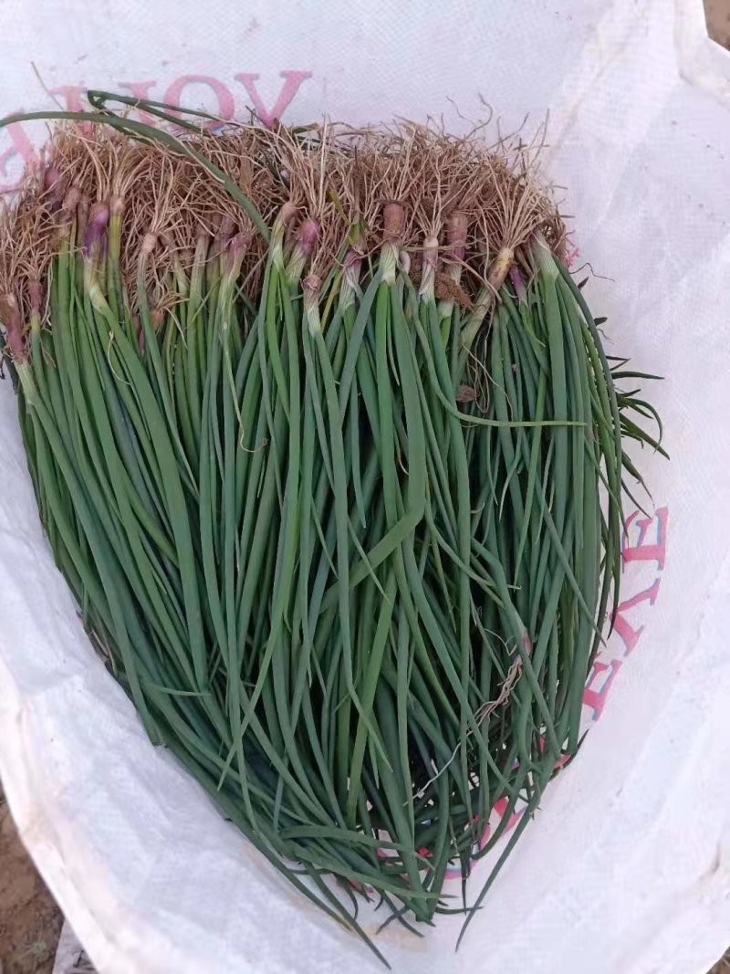 基地直供河西二红洋葱苗紫皮洋葱种苗大量有货