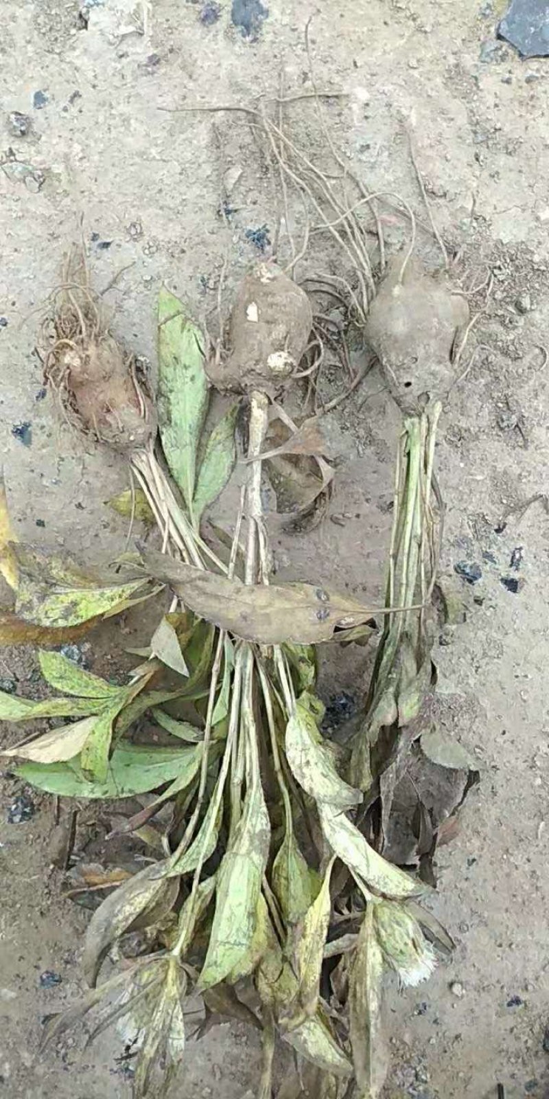 改良白术苗，技术指导回收