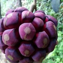 黑老虎布福娜大叶巨果紫黑品种