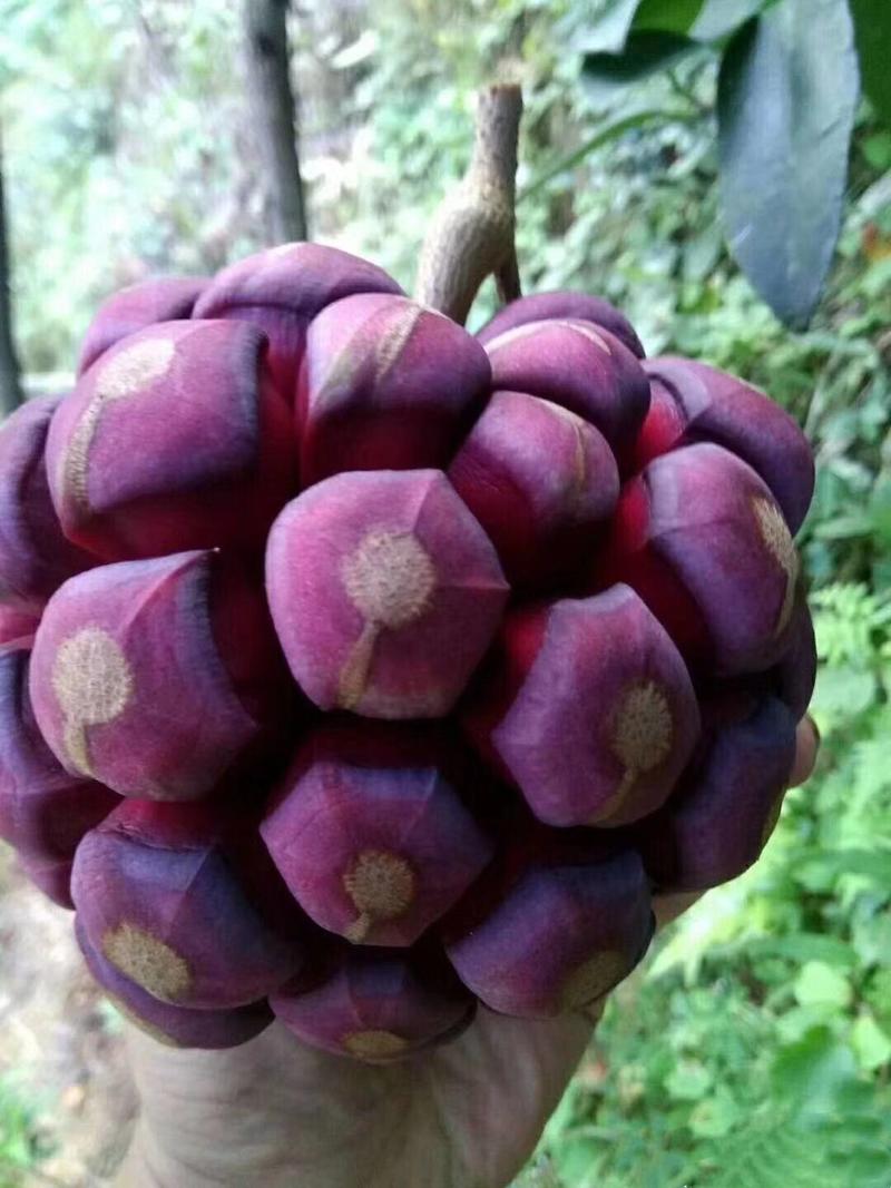 黑老虎布福娜大叶巨果紫黑品种