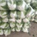 秦白2号白菜大量上市保质保量色泽好4-6斤可视频看货